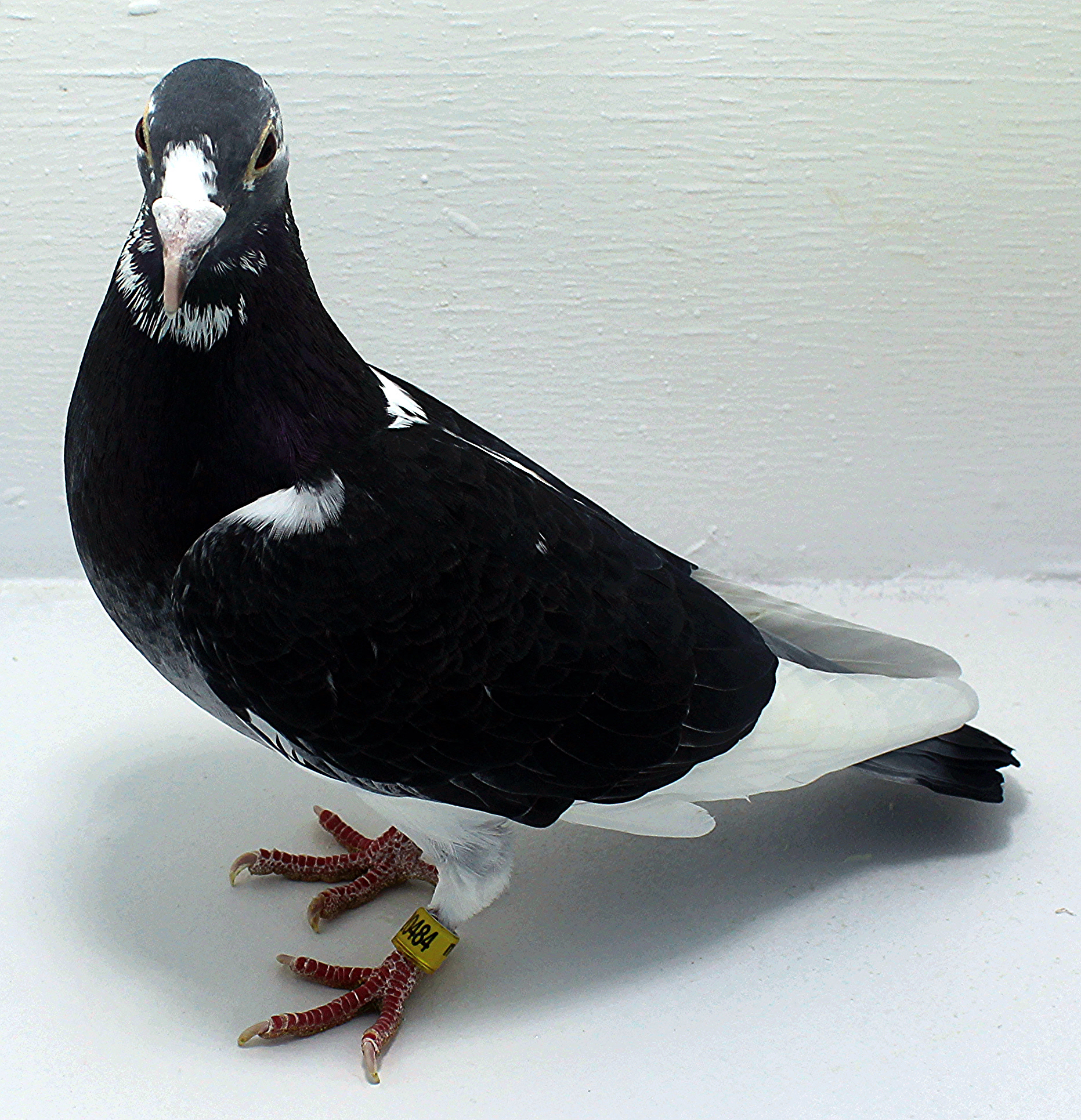 『The Pigeon』 Pigeons For Sale | ClayHaven Farms | Racing Pigeons | Pure